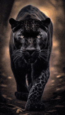 a black panther is walking across a dark forest
