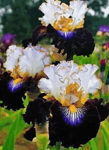 black and white flowers with a purple center in a garden