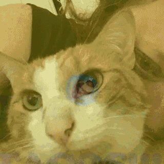 a close up of a cat looking at the camera with a person behind it