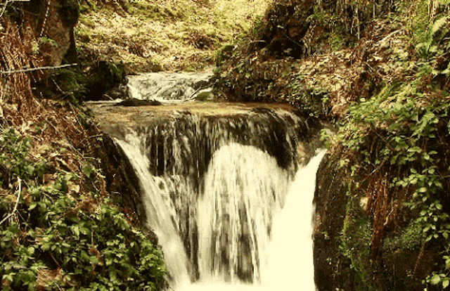 a small waterfall is surrounded by moss and trees