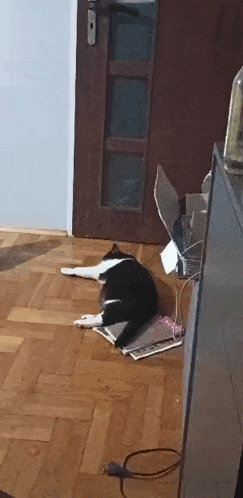 a black and white cat is laying on a wooden floor next to a laptop .