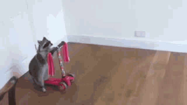 a raccoon is riding a red scooter on a wooden floor in a room .