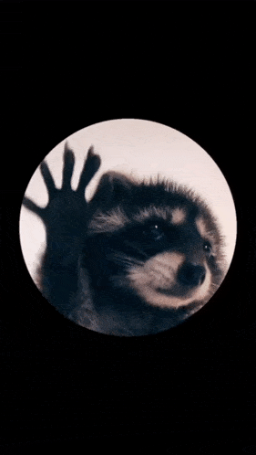 a furry animal is looking up in a circle