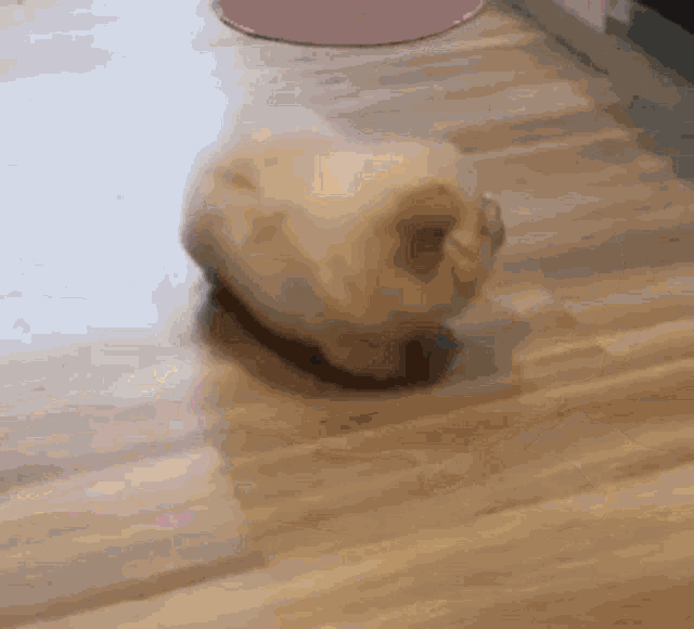 a dog is walking on a wooden floor in a room .