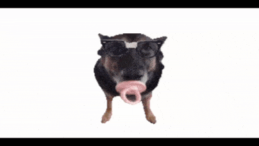 Dog Wit Da Azor Binky GIF - Dog Wit Da Azor Binky For Azor GIFs