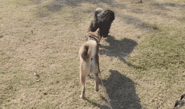 two dogs , one brown and one black , are walking on a leash in a park .