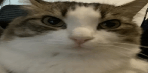 Stretched Cat GIF - Stretched Cat GIFs