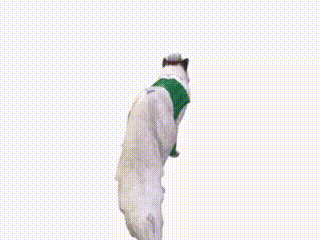 a white dog is wearing a green sweater and socks
