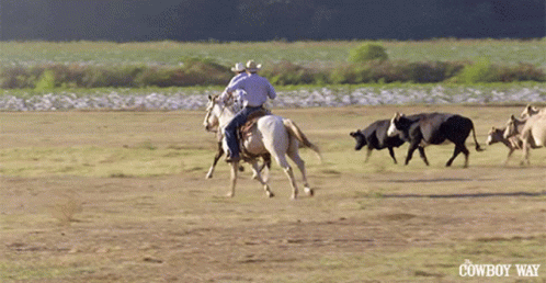 Horseback The Cowboy Way Alabama GIF - Horseback The Cowboy Way Alabama Buck Up Cowboy GIFs