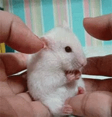 Surprised Mouse GIF - Surprised Mouse Shocked GIFs