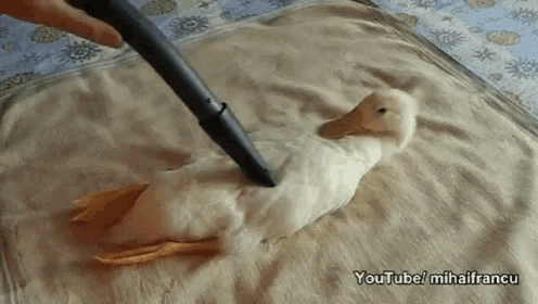 Duck Vacuum GIF - Duck Vacuum Massage GIFs