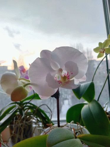 орхидеи GIF - орхидеи GIFs