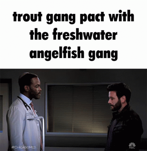 Trout Gang Trout GIF - Trout Gang Trout Fish GIFs