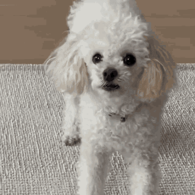 Hyumeal Dog GIF - Hyumeal Dog Scared GIFs