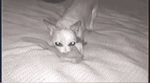 Chihuahua Love GIF - Chihuahua Love Dog GIFs
