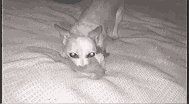 a black and white photo of a cat eating a mouse on a bed .