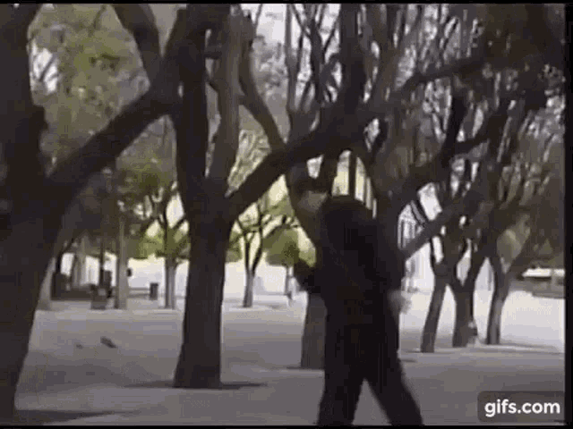 a man in a black jacket is standing in a park surrounded by trees .