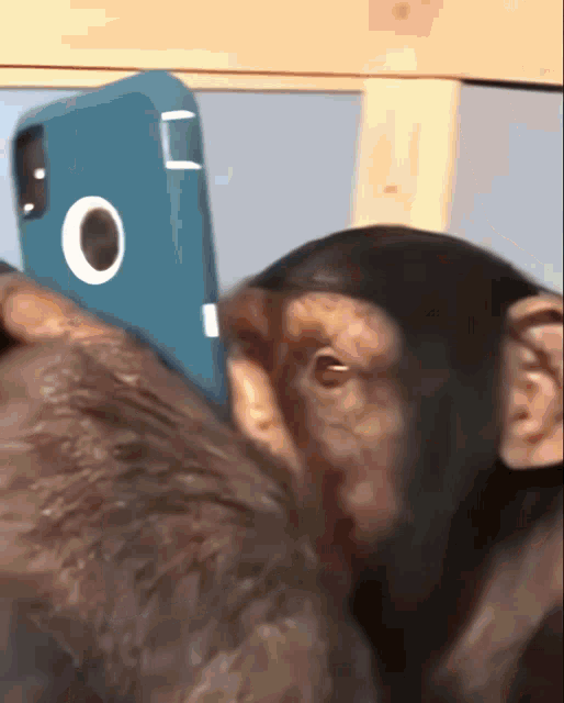 Chimpanzee Phone GIF