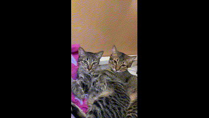 Bestcatsmm Marshmallow Cat GIF