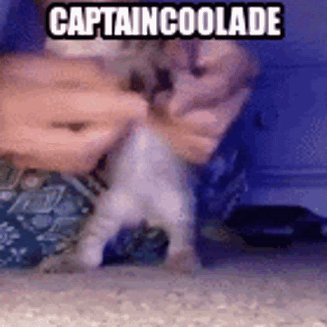 a person is holding a kitten in their hands and the kitten is dancing .