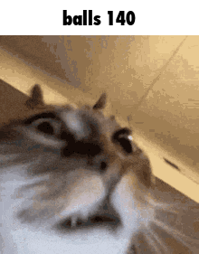 a close up of a cat 's face with the words `` balls 140 '' written above it .