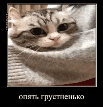 a cat is sitting in a sweater and looking at the camera with a black frame .