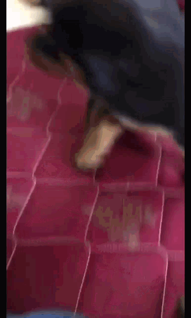 a dog is walking on a red mattress