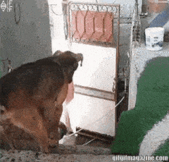 a german shepherd dog is standing next to a refrigerator .