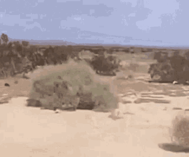Tumbleweed Desert GIF - Tumbleweed Desert Awkward Silence GIFs