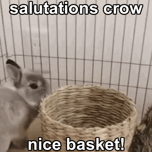 a rabbit in a cage with the caption salutations crow nice basket !