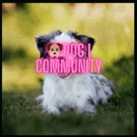 a puppy wearing sunglasses is sitting in the grass with a sign that says dog community