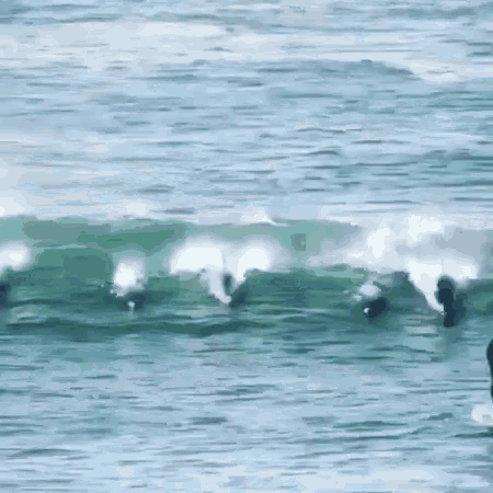 Ocean Dolphins GIF - Ocean Dolphins Bump GIFs