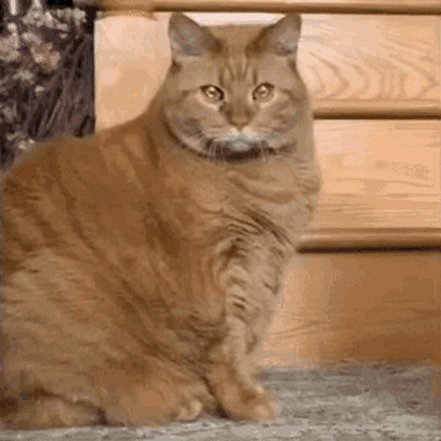 a cat is sitting on a carpet and looking at the camera .