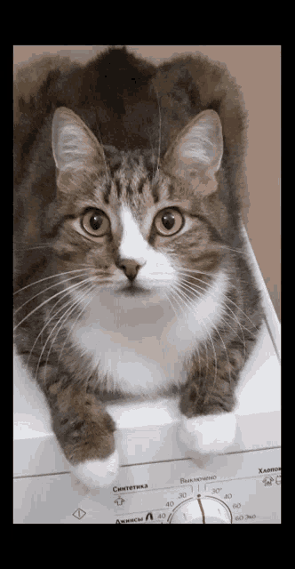 a cat is laying on top of a washing machine with the numbers 30 and 40 visible