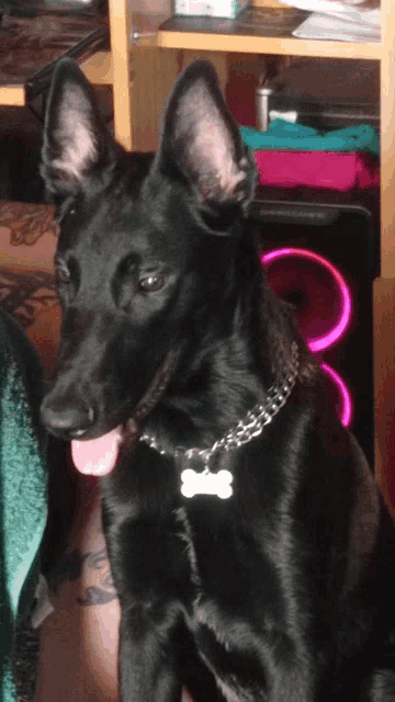 a black dog wearing a collar with a bone tag on its neck