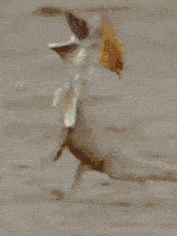a close up of a lizard laying down with a blurred background