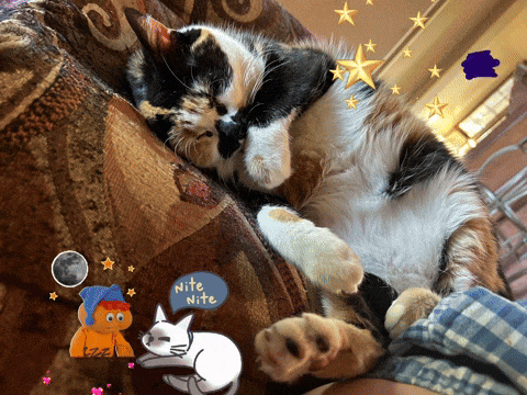 a calico cat sleeping on a couch with a blue sticker that says nite nite