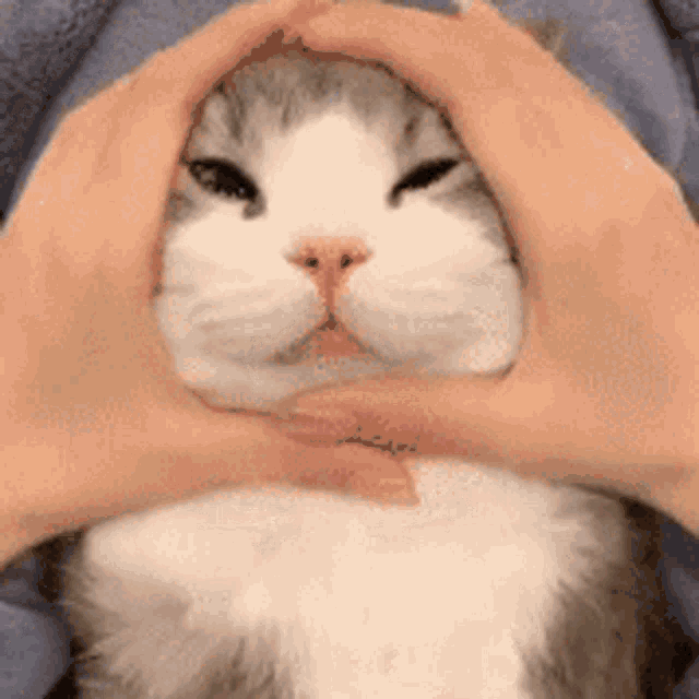Cat Scratch Head GIF - Cat Scratch Head GIFs