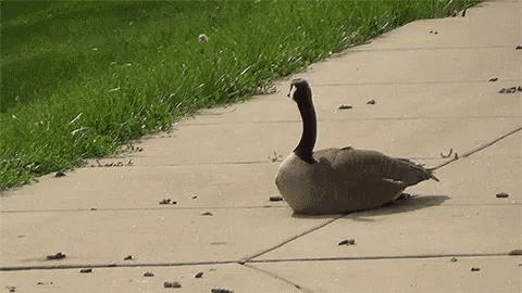 a goose is laying on the sidewalk next to a grassy area