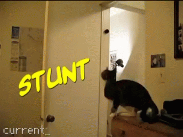 Stunt Cats! GIF - Cats Jump Audio GIFs