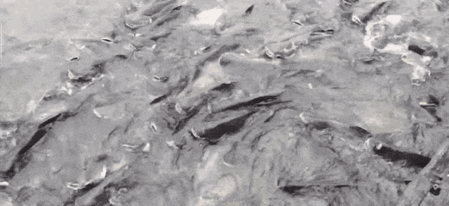 Fishes Swimming GIF - Fishes Fish Swimming GIFs