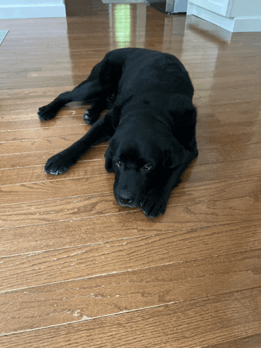 a black dog laying on a wooden floor looking at the camera