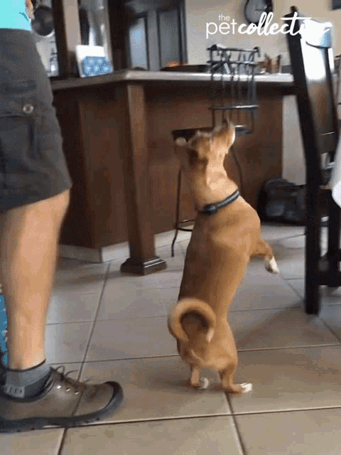 Standing Dog On Your Feet GIF - Standing Dog On Your Feet Give Me A Treat GIFs