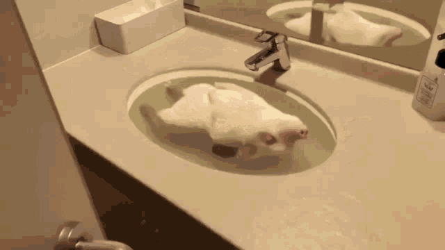 Hog Bath GIF