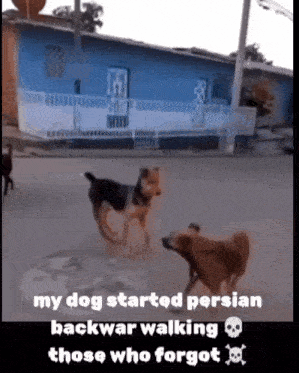 two dogs are walking down a street with a caption that says my dog started persian backwar walking those who forgot