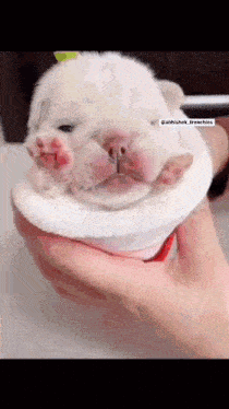 a person is holding a small white puppy in their hands .