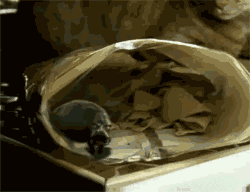 a skull is sitting in a brown bag on a table