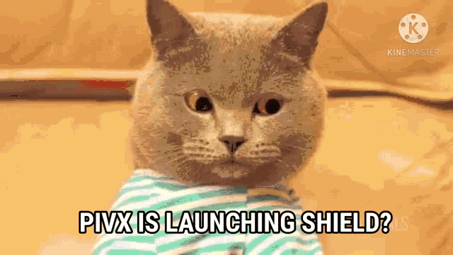 a cat wearing a striped shirt is asking if pixx is launching shield ?