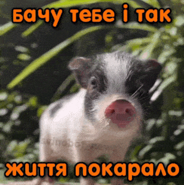 a picture of a pig with a foreign language caption