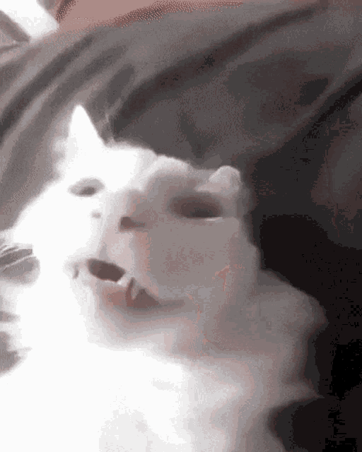 Sussy Cat GIF - Sussy Cat Speed Up GIFs
